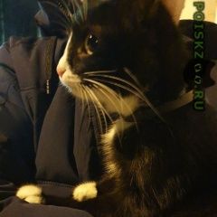 Подробнее об объявлении «Саранск Пропала кошка нашли котёнка в районе рынка ринга.» Фото: пропала кошка  «Саранск Пропала кошка нашли котёнка в районе...» в г. Саранск