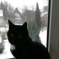 Подробнее об объявлении «Раменское Пропал кот» Фото: пропала кошка  «Раменское Пропал кот» в г. Раменское