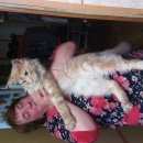 Подробнее об объявлении «Мытищи Пропал кот» Фото: пропала кошка Мейн-кун «Мытищи Пропал кот» в г. Мытищи