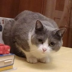 Подробнее об объявлении «Химки Пропал кот пр мира» Фото: пропала кошка  «Химки Пропал кот пр мира» в г. Химки