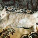 Подробнее об объявлении «Лангепас Пропал кот» Фото: пропала кошка Британская длинношерстная «Лангепас Пропал кот» в г. Лангепас