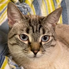 Подробнее об объявлении «Воронеж Пропал кот» Фото: пропала кошка  «Воронеж Пропал кот» в г. Воронеж