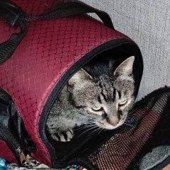 Подробнее об объявлении «Владимир Пропал кот» Фото: пропала кошка  «Владимир Пропал кот» в г. Владимир