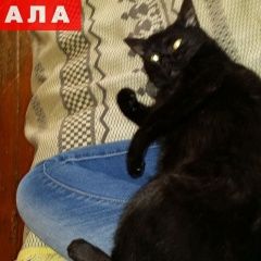 Подробнее об объявлении «Череповец Пропала кошка» Фото: пропала кошка  «Череповец Пропала кошка» в г. Череповец