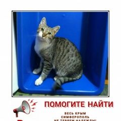 Подробнее об объявлении «Пропал кот Симферополь» Фото: пропала кошка  «Пропал кот Симферополь» в г. Симферополь