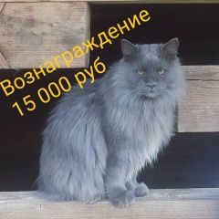 Подробнее об объявлении «Москва Пропал кот, славянский бульвар» Фото: пропала кошка  «Москва Пропал кот, славянский бульвар» в г. Москва
