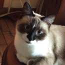 Подробнее об объявлении «Мытищи Пропала кошка» Фото: пропала кошка Сиамская «Мытищи Пропала кошка» в г. Мытищи