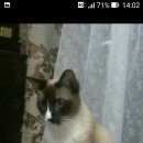 Подробнее об объявлении «Чехов Пропал котик лет, кличка томас.» Фото: пропала кошка  «Чехов Пропал котик лет, кличка томас.» в г. Чехов