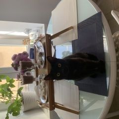 Подробнее об объявлении «Пропала кошка Долгопрудный» Фото: пропала кошка  «Пропала кошка Долгопрудный» в г. Долгопрудный