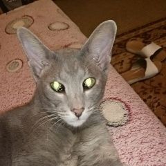 Подробнее об объявлении «Волгоград Пропал кот.» Фото: пропала кошка Ориентальная (восточная короткошерстная) «Волгоград Пропал кот.» в г. Волгоград