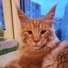 Подробнее об объявлении «Химки Пропал кот рыжий кот» Фото: пропала кошка Мейн-кун «Химки Пропал кот рыжий кот» в г. Химки