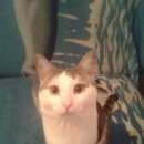 Подробнее об объявлении «Пропал кот Киров (Кировская обл.)» Фото: пропала кошка  «Пропал кот Киров (Кировская обл.)» в г. Киров (Кировская обл.)