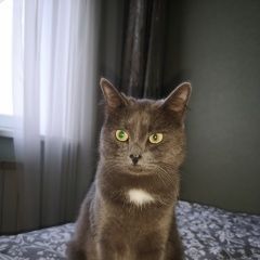 Подробнее об объявлении «Пропала кошка Москва» Фото: пропала кошка  «Пропала кошка Москва» в г. Москва