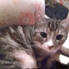 Подробнее об объявлении «Пропал кот яша без хвоста Королев» Фото: пропала кошка  «Пропал кот яша без хвоста Королев» в г. Королев