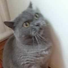 Подробнее об объявлении «Пропала кошка целинная ул.3-а-1 Сочи» Фото: пропала кошка Британская длинношерстная кошка «Пропала кошка целинная ул.3-а-1 Сочи» в г. Сочи