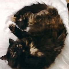 Подробнее об объявлении «Пропала кошка фрося Москва» Фото: пропала кошка  «Пропала кошка фрося Москва» в г. Москва