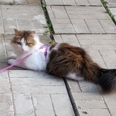 Подробнее об объявлении «Пропала кошка мурочка, трехцветная, два года. Руза» Фото: пропала кошка Норвежская лесная «Пропала кошка мурочка, трехцветная, два года. Руза» в г. Руза