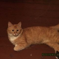 Подробнее об объявлении «Пропал кот рыжий кот Краснодар» Фото: пропала кошка Невская маскарадная «Пропал кот рыжий кот Краснодар» в г. Краснодар
