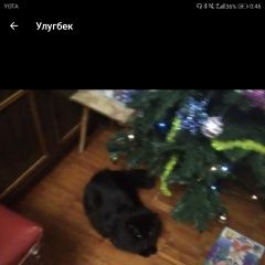 Подробнее об объявлении «Пропал кот Архангельск» Фото: пропала кошка  «Пропал кот Архангельск» в г. Архангельск