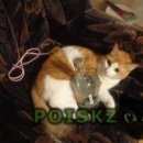 Подробнее об объявлении «Пропал кот рыжий с белым кот. Томск» Фото: пропала кошка  «Пропал кот рыжий с белым кот. Томск» в г. Томск