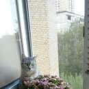 Подробнее об объявлении «Москва Пропала кошка» Фото: пропала кошка Британская короткошерстная «Москва Пропала кошка» в г. Москва