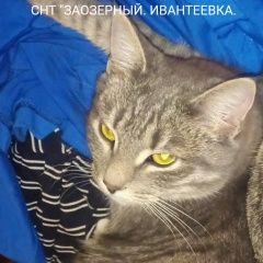 Подробнее об объявлении «Пропал кот, ивантеевка, снт заозерный. Ивантеевка (Московская обл.)» Фото: пропала кошка  «Пропал кот, ивантеевка, снт заозерный....» в г. Ивантеевка (Московская обл.)