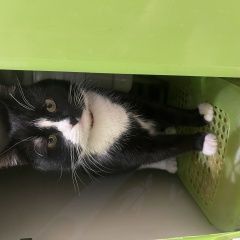 Подробнее об объявлении «Пропал кот Мытищи» Фото: пропала кошка  «Пропал кот Мытищи» в г. Мытищи