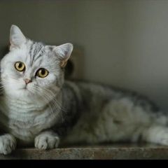 Подробнее об объявлении «Одинцово Пропала кошка помогите вернуть питомца» Фото: пропала кошка  «Одинцово Пропала кошка помогите вернуть питомца» в г. Одинцово