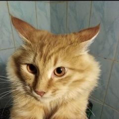 Подробнее об объявлении «Пропал кот рыжий кот. Астрахань» Фото: пропала кошка  «Пропал кот рыжий кот. Астрахань» в г. Астрахань