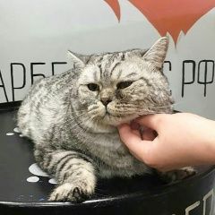Подробнее об объявлении «Пропал кот Омск» Фото: пропала кошка  «Пропал кот Омск» в г. Омск