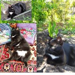 Подробнее об объявлении «Пропал кот помогите найти Бийск» Фото: пропала кошка  «Пропал кот помогите найти Бийск» в г. Бийск