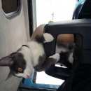 Подробнее об объявлении «Мытищи Пропала кошка домашняя кошечка» Фото: пропала кошка  «Мытищи Пропала кошка домашняя кошечка» в г. Мытищи