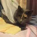 Подробнее об объявлении «Москва Пропала кошка» Фото: пропала кошка  «Москва Пропала кошка» в г. Москва