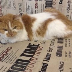 Подробнее об объявлении «Пропала кошка вознаграждение нашедшим Москва» Фото: пропала кошка  «Пропала кошка вознаграждение нашедшим Москва» в г. Москва