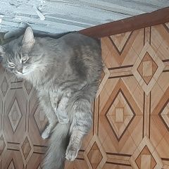 Подробнее об объявлении «Пропал кот серого цвета, 3.5 года, не кастрат. Салават» Фото: пропала кошка  «Пропал кот серого цвета, 3.5 года, не кастрат....» в г. Салават