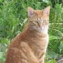 Подробнее об объявлении «Пропал кот у д.ташевка темно-рыжий не пушистый Верхний Услон» Фото: пропала кошка  «Пропал кот у д.ташевка темно-рыжий не пушистый...» в г. Верхний Услон