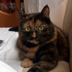 Подробнее об объявлении «Пропала кошка пожалуйста помогите найти Сестрорецк» Фото: пропала кошка  «Пропала кошка пожалуйста помогите найти Сестрорецк» в г. Сестрорецк