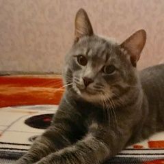 Подробнее об объявлении «Пропал кот Санкт-Петербург» Фото: пропала кошка  «Пропал кот Санкт-Петербург» в г. Санкт-Петербург
