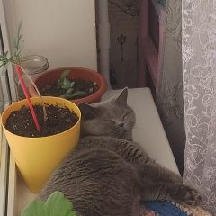 Подробнее об объявлении «Пропала кошка британка серого цвета, добрая. Вологда» Фото: пропала кошка Британская короткошерстная кошка «Пропала кошка британка серого цвета, добрая....» в г. Вологда