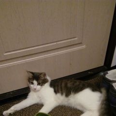 Подробнее об объявлении «Пропал кот   Москва» Фото: пропала кошка  «Пропал кот   Москва» в г. Москва