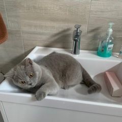 Подробнее об объявлении «Пропал кот Белозёрский» Фото: пропала кошка Британская короткошерстная кошка «Пропал кот Белозёрский» в г. Белозёрский