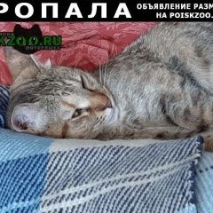 Подробнее об объявлении «Пропала кошка 6.07.вечером Санкт-Петербург» Фото: пропала кошка  «Пропала кошка 6.07.вечером Санкт-Петербург» в г. Санкт-Петербург