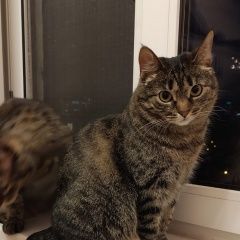 Подробнее об объявлении «Пропала кошка ул. островитянова, д.24 Москва» Фото: пропала кошка  «Пропала кошка ул. островитянова, д.24 Москва» в г. Москва