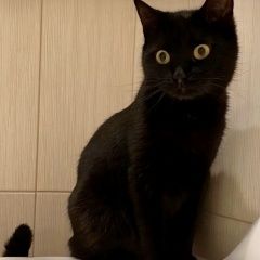Подробнее об объявлении «Москва Пропала кошка чёрная» Фото: пропала кошка  «Москва Пропала кошка чёрная» в г. Москва