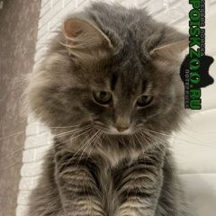 Подробнее об объявлении «Пропал кот Оренбург» Фото: пропала кошка Сибирская «Пропал кот Оренбург» в г. Оренбург