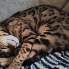 Подробнее об объявлении «Пропала кошка Рязань» Фото: пропала кошка Бенгальская «Пропала кошка Рязань» в г. Рязань