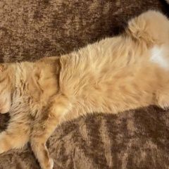 Подробнее об объявлении «Пропала кошка Оренбург» Фото: пропала кошка  «Пропала кошка Оренбург» в г. Оренбург