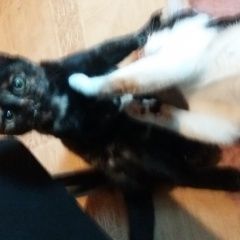 Подробнее об объявлении «Орел Пропала кошка кузя» Фото: пропала кошка  «Орел Пропала кошка кузя» в г. Орел