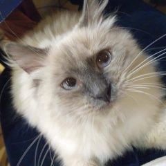 Подробнее об объявлении «Пропала кошка Голицыно (Московская обл.)» Фото: пропала кошка Невская маскарадная «Пропала кошка Голицыно (Московская обл.)» в г. Голицыно (Московская обл.)