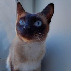 Подробнее об объявлении «Пропал кот тайский кот. Хабаровск» Фото: пропала кошка Тайская кошка «Пропал кот тайский кот. Хабаровск» в г. Хабаровск